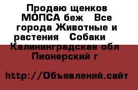 Продаю щенков МОПСА беж - Все города Животные и растения » Собаки   . Калининградская обл.,Пионерский г.